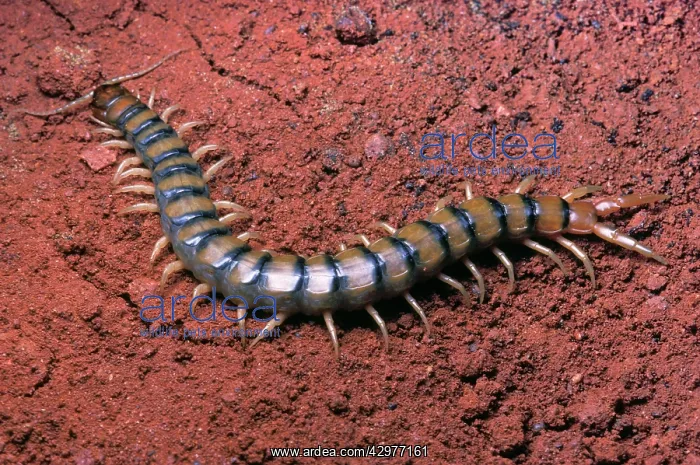 : Centipede - South Europe : Centipede - South Europe
