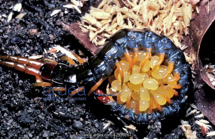 : A centipede - species not identified - protecting its eggs : A centipede - species not identified - protecting its eggs