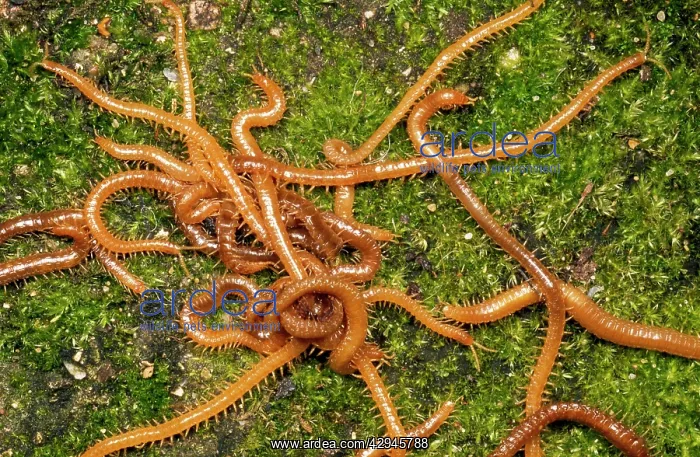 : CENTIPEDE - writhing mass : CENTIPEDE - writhing mass