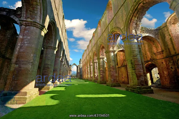 : Central Aisle of Fountains Abbey, founded in 1132 : Central Aisle of Fountains Abbey, founded in 1132