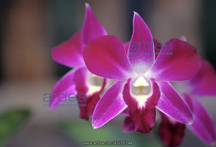 : Central America, Costa Rica, Purple Orchid : Central America, Costa Rica, Purple Orchid