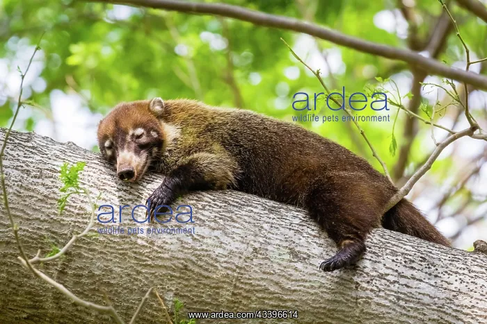 : Central America, Costa Rica, White-trunked coati : Central America, Costa Rica, White-trunked coati