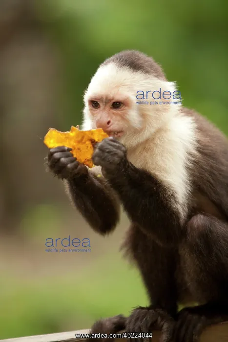 : Central America, Honduras, Bay Islands : Central America, Honduras, Bay Islands