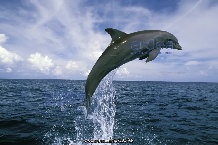 : Central America, Honduras. Bottlenose Dolphin : Central America, Honduras. Bottlenose Dolphin