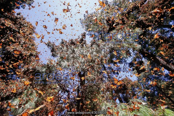 : Central America, Mexico, State of Michoacan, Angangueo : Central America, Mexico, State of Michoacan, Angangueo