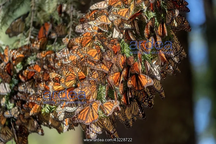  : Central America, Mexico, State of Michoacan, Angangueo