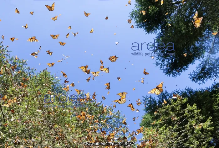 : Central America, Mexico, State of Michoacan, Angangueo : Central America, Mexico, State of Michoacan, Angangueo