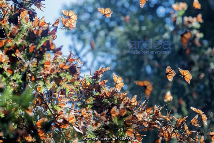 : Central America, Mexico, State of Michoacan, Angangueo : Central America, Mexico, State of Michoacan, Angangueo