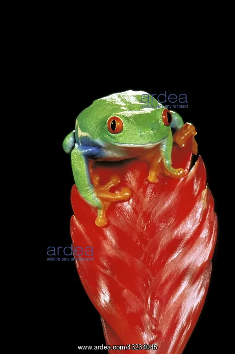  : Central America. Red eyed tree frog