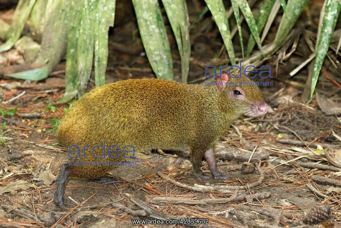 : Central American Agouti : Central American Agouti