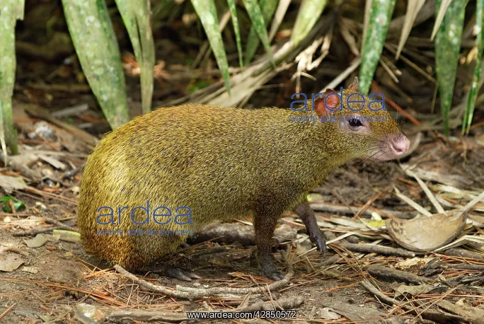 : Central American Agouti : Central American Agouti