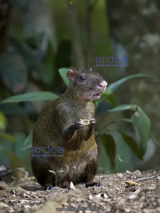 : Central American Agouti (Dasyprocta punctata), Gamboa : Central American Agouti (Dasyprocta punctata), Gamboa