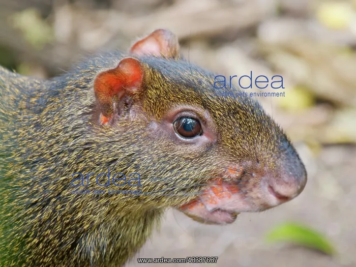 : Central American Agouti Dasyprocta punctata Ecua : Central American Agouti Dasyprocta punctata Ecua
