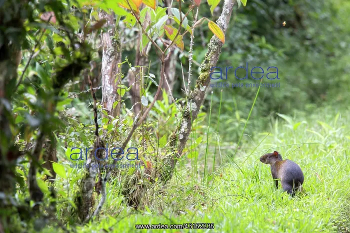 : Central American Agouti (Dasyprocta punctata) Mindo : Central American Agouti (Dasyprocta punctata) Mindo