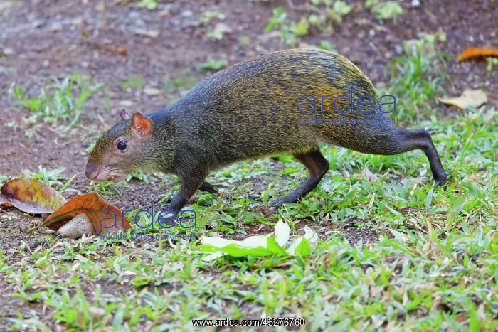 : Central American Agouti Dasyprocta punctata Tarcoles, Costa : Central American Agouti Dasyprocta punctata Tarcoles, Costa
