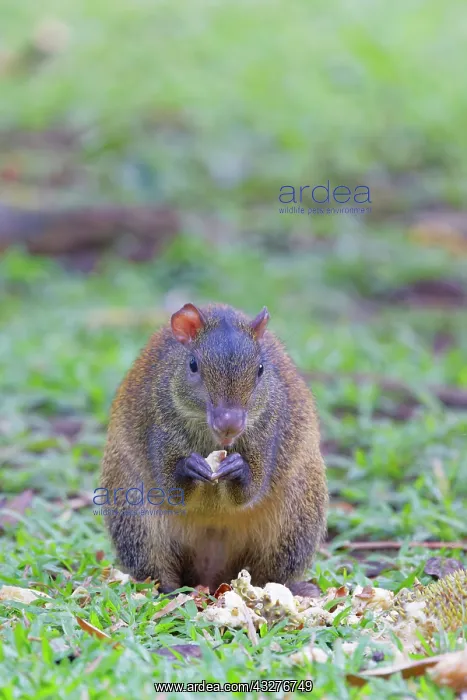 : Central American Agouti o' feeding on fallen breadfruit Dasy : Central American Agouti o' feeding on fallen breadfruit Dasy
