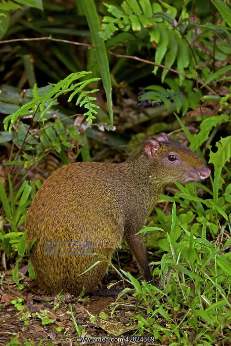 : Central American Agouti - Rodent : Central American Agouti - Rodent