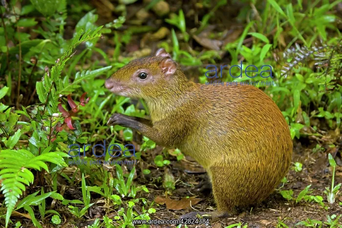 : Central American Agouti - Rodent : Central American Agouti - Rodent