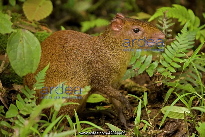  : Central American Agouti - Rodent