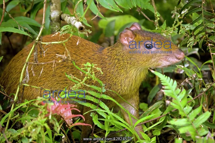 : Central American Agouti - Rodent : Central American Agouti - Rodent