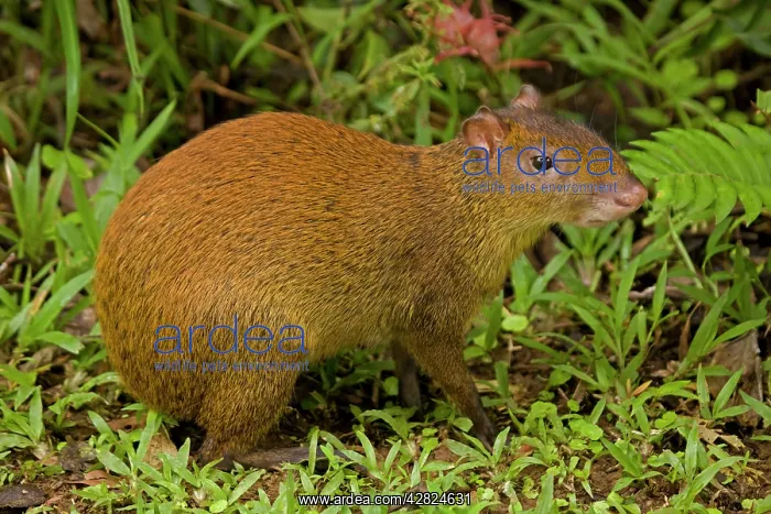 : Central American Agouti - Rodent : Central American Agouti - Rodent