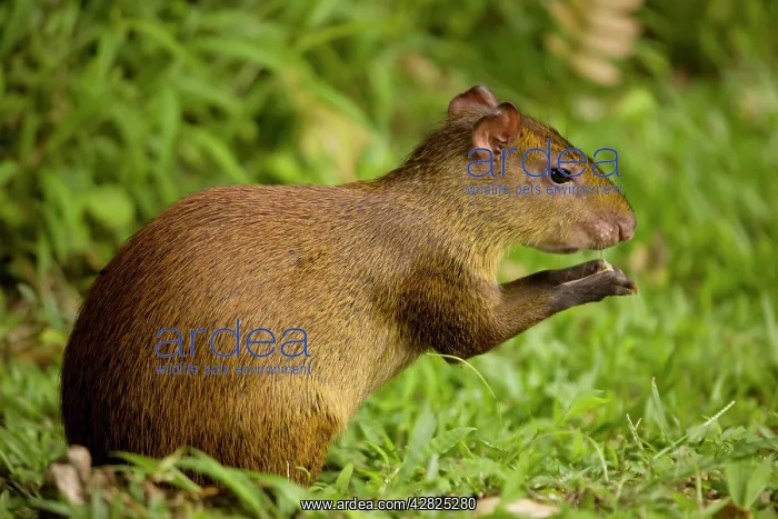 : Central American Agouti - Rodent : Central American Agouti - Rodent
