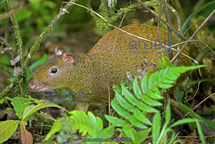 : Central American Agouti - Rodent : Central American Agouti - Rodent