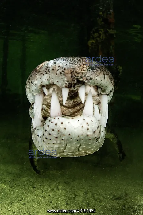 : Central american alligator (Crocodylus acutus) under : Central american alligator (Crocodylus acutus) under