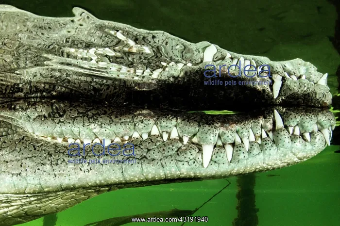 : Central american alligator (Crocodylus acutus) surface : Central american alligator (Crocodylus acutus) surface