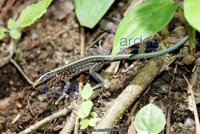 : Central American ameiva lizard (Ameiva festiva) : Central American ameiva lizard (Ameiva festiva)