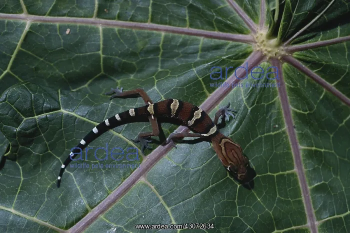 : Central American Banded Gecko : Central American Banded Gecko
