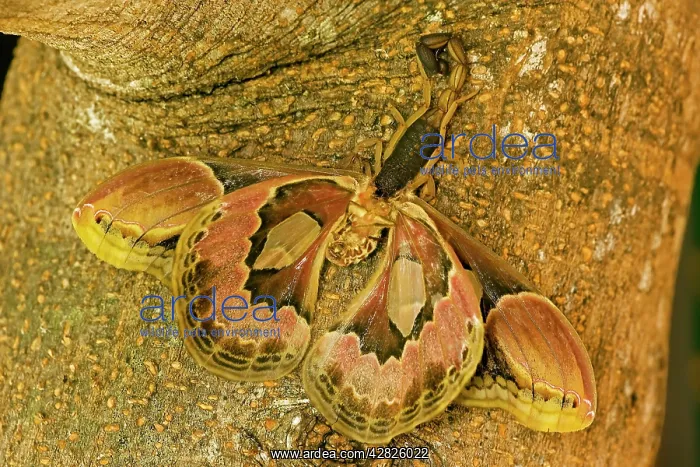 : Central American Bark Scorpion - eating Lebeau's : Central American Bark Scorpion - eating Lebeau's