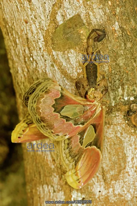: Central American Bark Scorpion - eating Lebeau's : Central American Bark Scorpion - eating Lebeau's