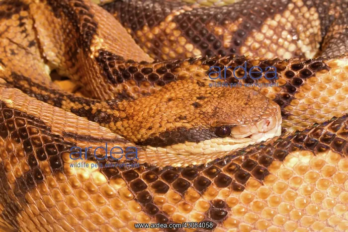 : Central American Bushmaster : Central American Bushmaster