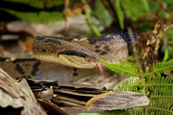 : Central American Bushmaster : Central American Bushmaster