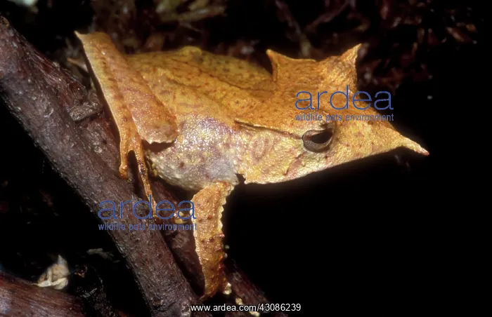 : Central American Casque Headed Frog : Central American Casque Headed Frog