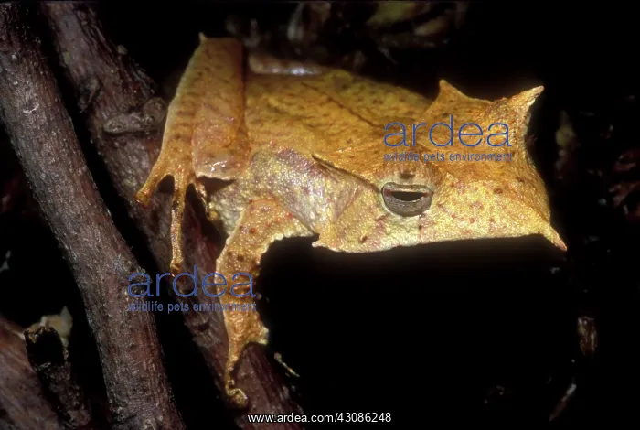 : Central American Casque Headed Frog : Central American Casque Headed Frog