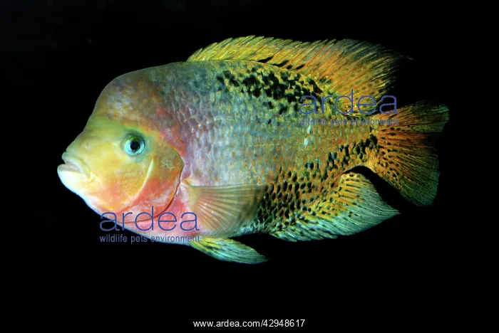  : Central American Cichlid - Tropical freshwaters
