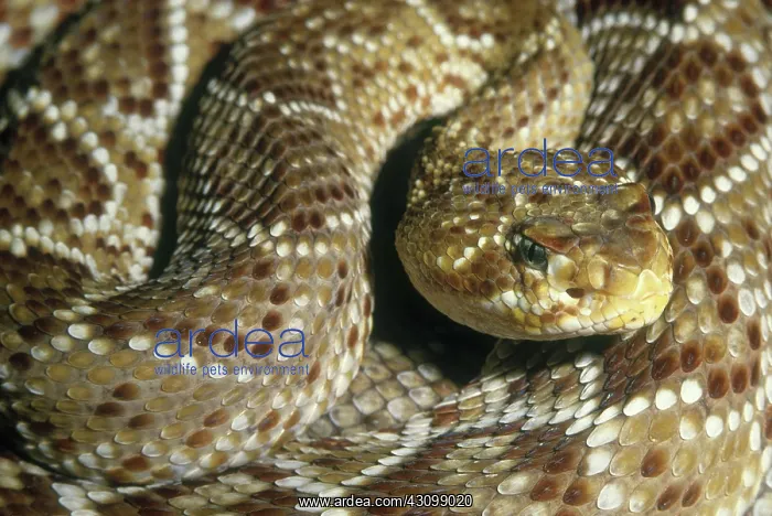 : Central American Rattlesnake : Central American Rattlesnake