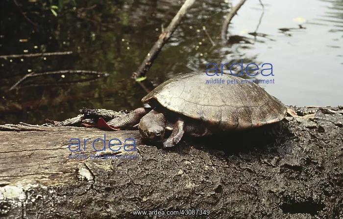  : Central American River Turtle