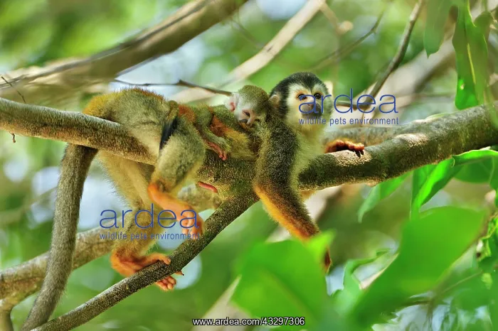 : Central American Squirrel Monkey - with baby Manuel : Central American Squirrel Monkey - with baby Manuel
