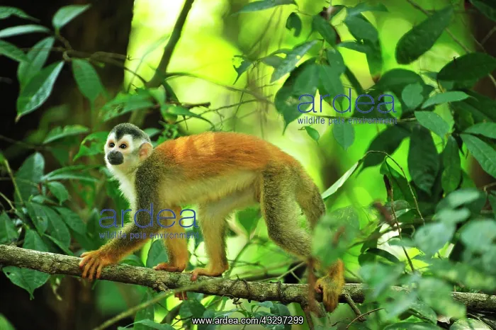 : Central American Squirrel Monkey Manuel Antonio : Central American Squirrel Monkey Manuel Antonio