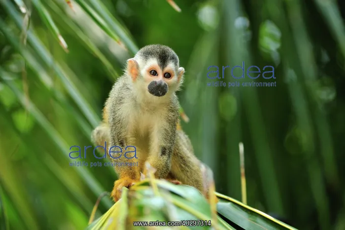 : Central American Squirrel Monkey Manuel Antonio : Central American Squirrel Monkey Manuel Antonio