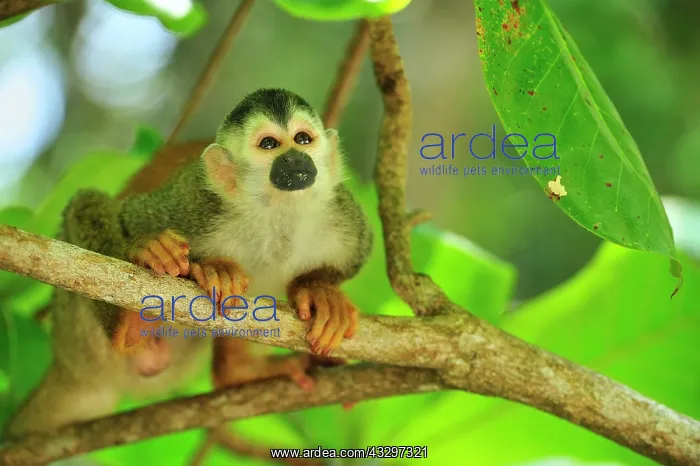 : Central American Squirrel Monkey Manuel Antonio : Central American Squirrel Monkey Manuel Antonio
