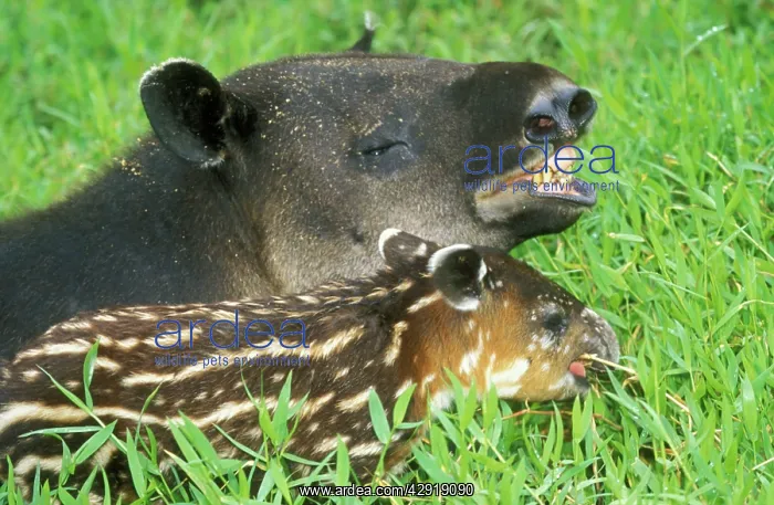 : Central American TAPIR - Adult with young : Central American TAPIR - Adult with young