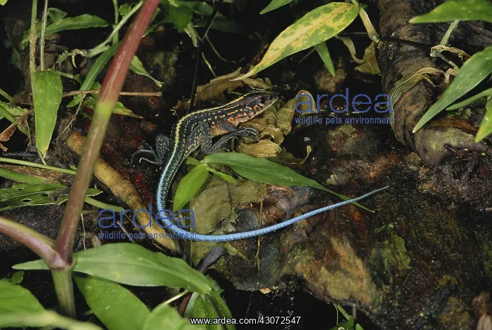 : Central American Whiptail : Central American Whiptail