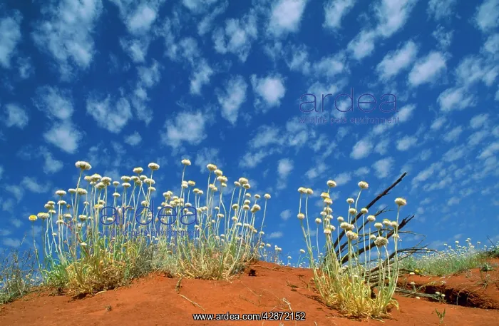 : Central Australia - Poached Egg Daisy, desert vegetation : Central Australia - Poached Egg Daisy, desert vegetation
