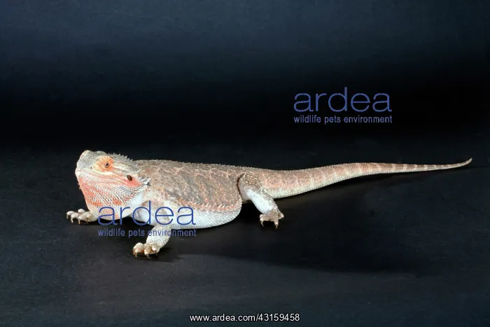 : Central Bearded Dragon : Central Bearded Dragon