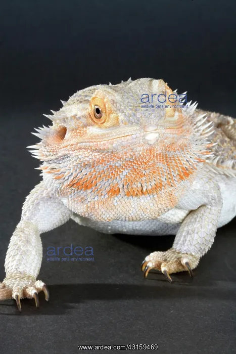 : Central Bearded Dragon : Central Bearded Dragon