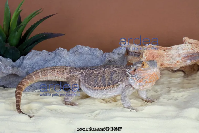 : Central Bearded Dragon : Central Bearded Dragon